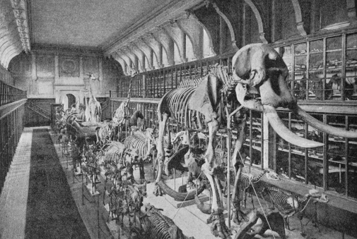 Swedish Museum of Natural History, the collection of mammals at Westman Palace 1897.