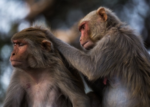 Caring primates